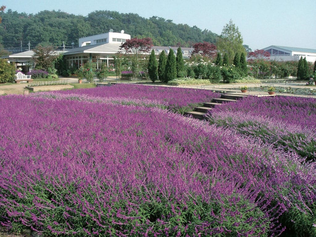 ashikaga_flowerpark_20160528_12.jpg