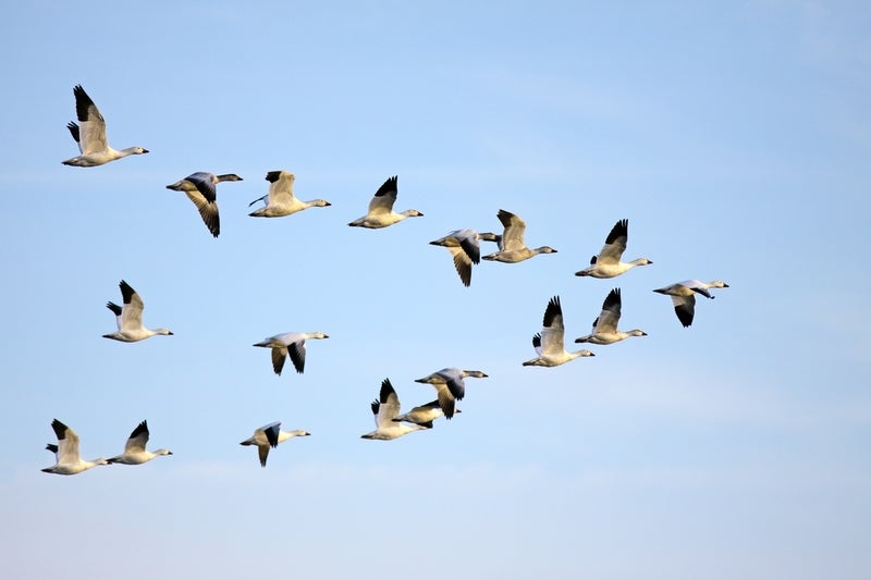 bird-chen-caerulescens-flight-flock-fly-fowl-20190405144515-86505000.jpg