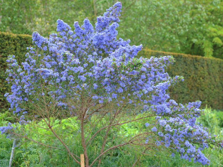 blue_flowers_Ceanothus_puget_blue_358765028_768.jpg