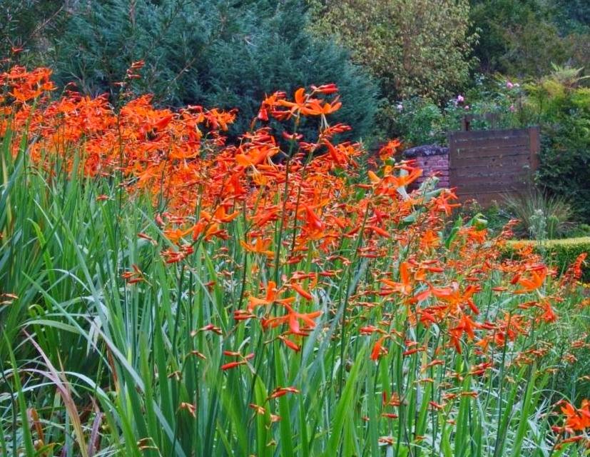 crocosmia-aurea.jpg