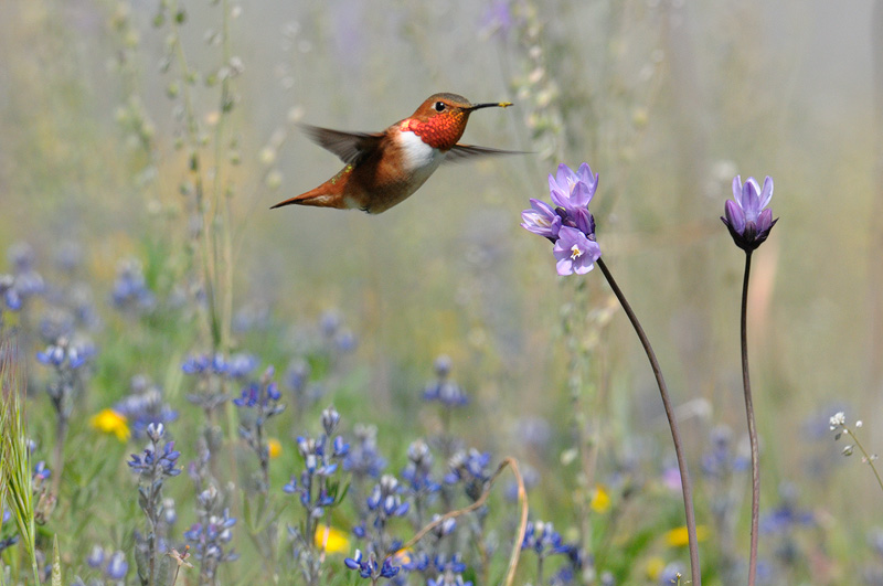 hummingbird-flower-11.jpg