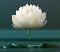 lotusabovewater.jpg