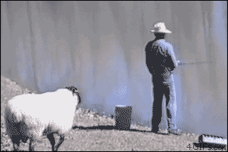 Sheep-rams-fisherman.gif