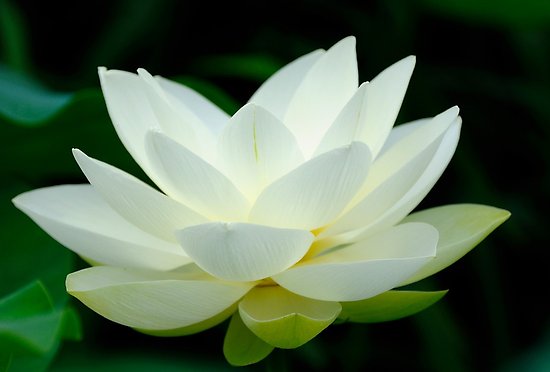 work.3397584.2.flat,550x550,075,f.lotus-flower.jpg